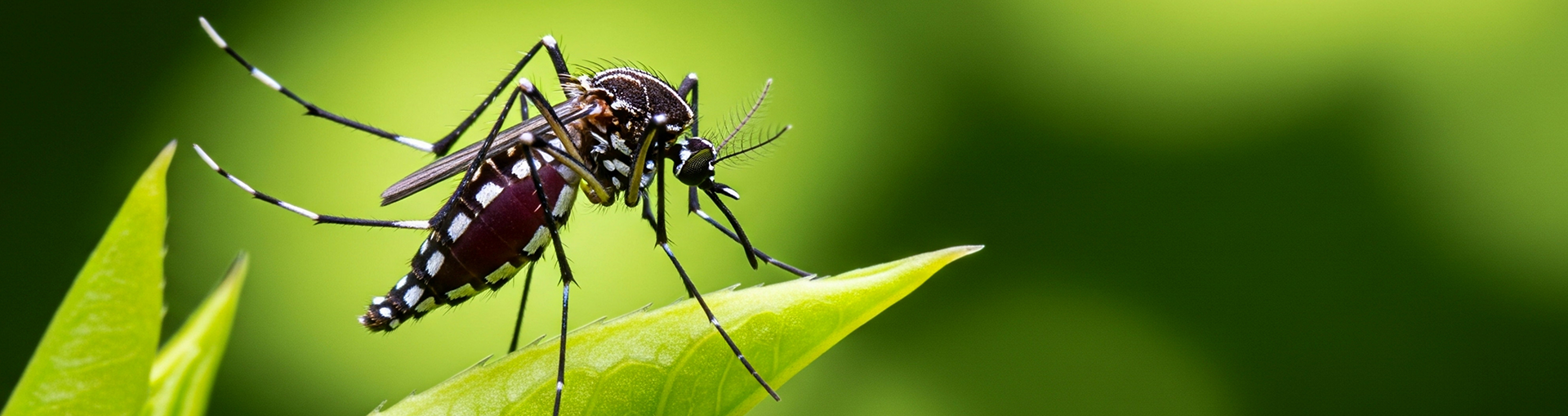 mosquito-aedes-aegypti